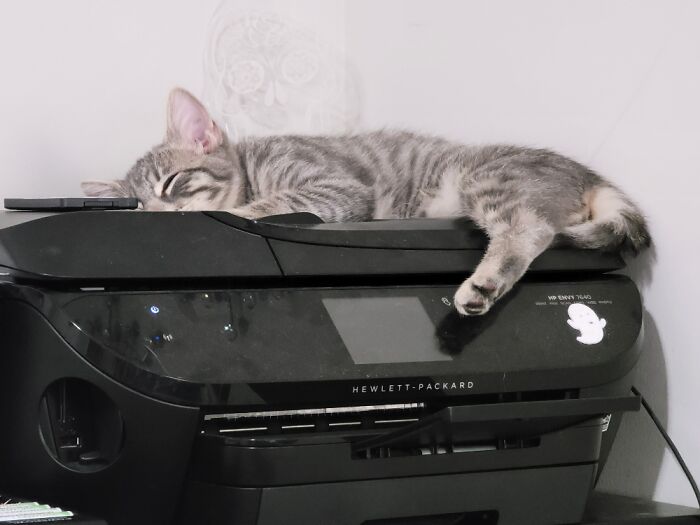 This Is Jack. He Has A Fascination With Printers.