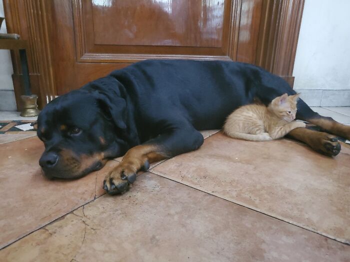 August The Rottweiler With Little Orange Tabby Scout