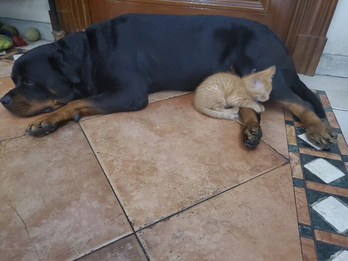 August The Rottweiler With Little Orange Tabby Scout