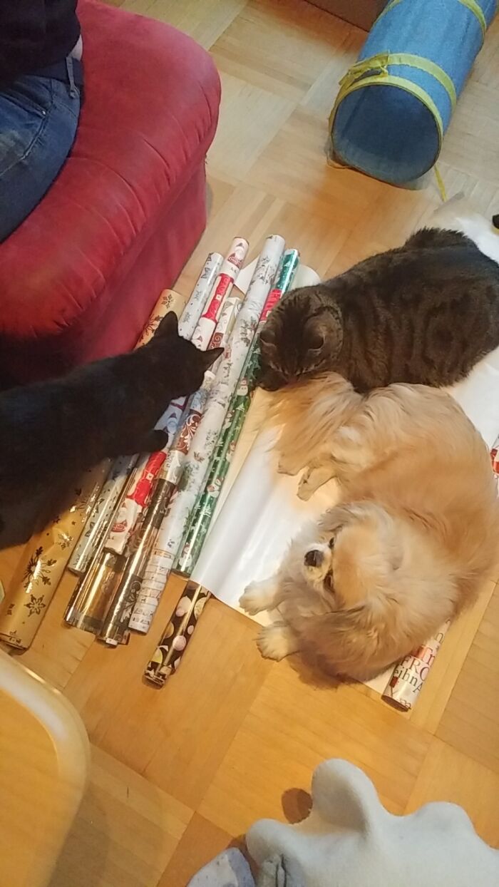 Christmas Presents, Xena, Merlin And Chico