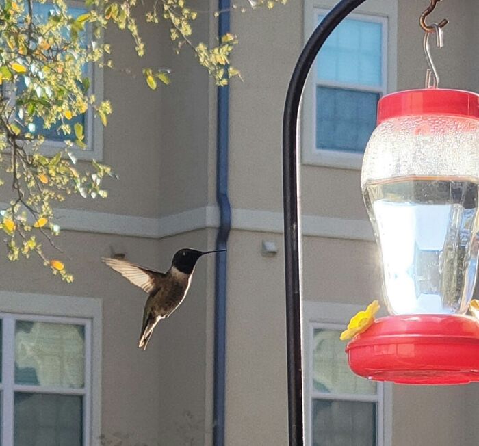 First Hummingbird Sighting Of The Season Taken 4 Days Ago. Today, I Saw Him With His Mate.❤️