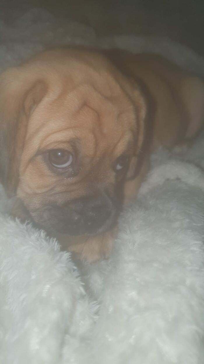Our Baby Girl (Puggle 8 Weeks Old)