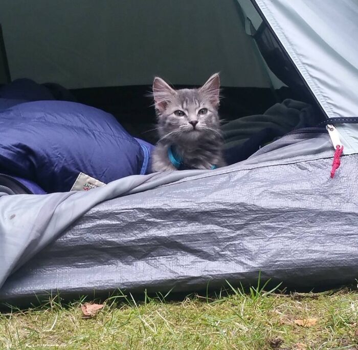 Odin's First Camping Trip