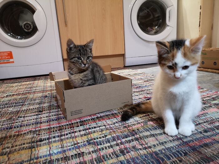 I Want My Own Box Too! Bo And Luna Once They Settled In