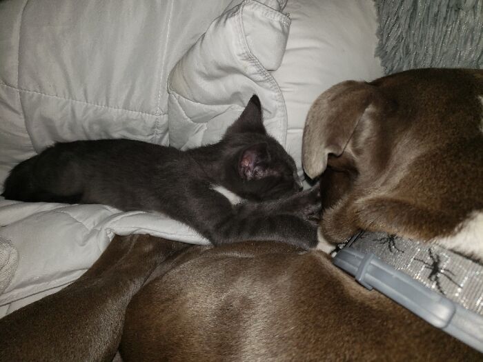 Floki (Dog) And Emerson (Cat)