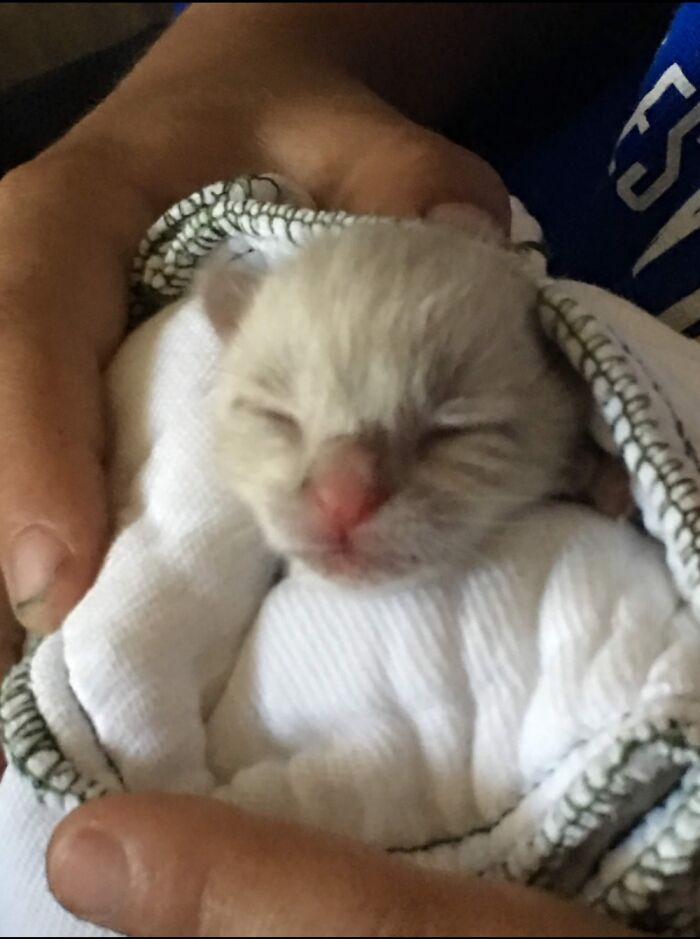 This Newborn Kitten, Orphaned Under Our Porch When Mom Was Found Deceased In Our Front Yard