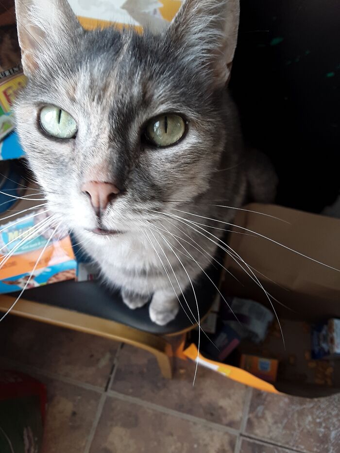 The Queen Ordering Breakfast