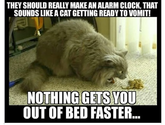 cat-alarm-clock-62510466d502a.jpg
