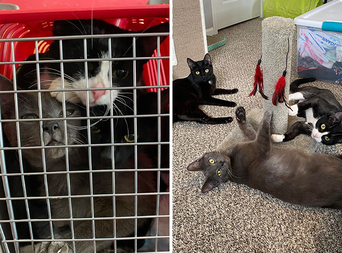 3 Cute Cats Were Thrown Away Like Garbage, Found New Family And Now Are Filling Their Home With Love And Joy