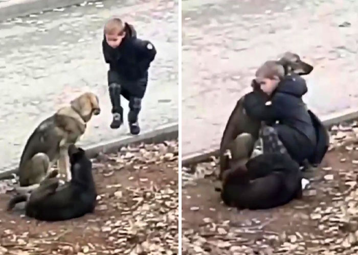Video Shows Young Boy Stopping To Hug Two Stray Dogs When He Thinks No One Is Watching