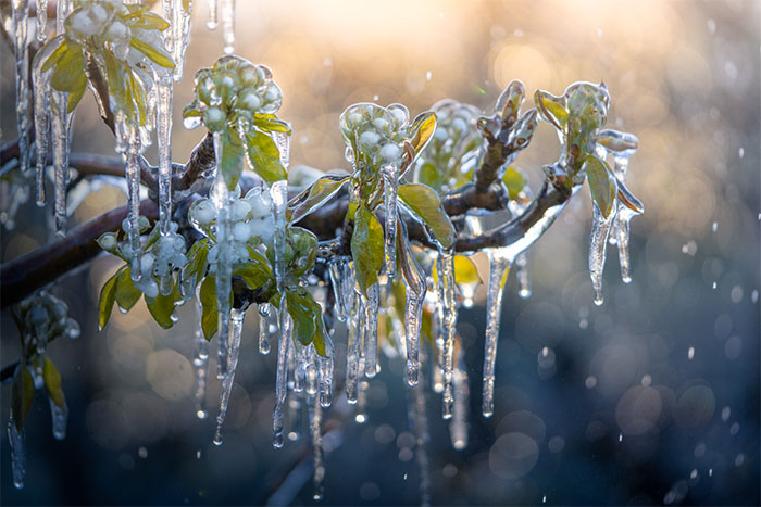Since It’s Spring Already, Here Are Some Close-Up Shots Of Frozen Flowers In The Netherlands (13 Pics)