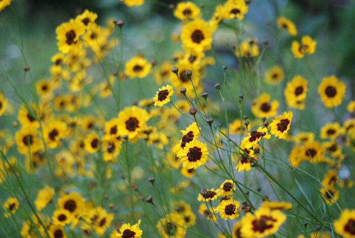 Coreopsis In My Garden