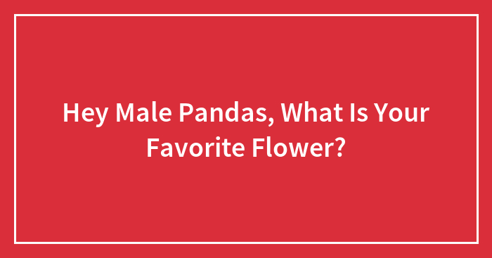 Hey Male Pandas, What Is Your Favorite Flower? (Closed)