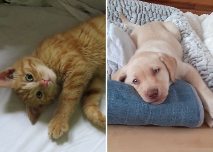 Hey Pandas, Post A Picture Of Your Pet As A Baby (Closed)