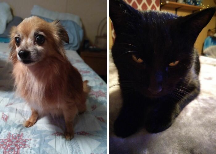 Hey Pandas, Show Us Your Rescued Pets (Closed)