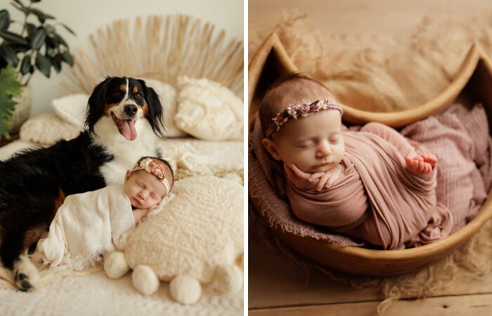 I Love Taking Photos Of Newborn Babies And Their Dogs (10 Pics)