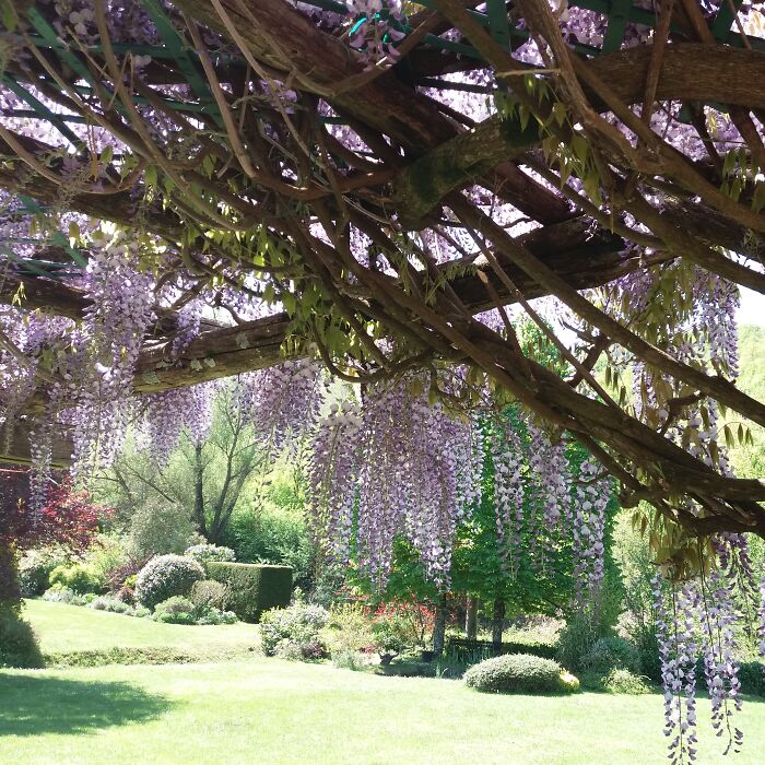 Hey Pandas, Post A Picture Of Your Garden (Closed)