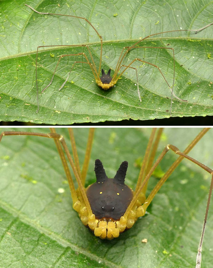 This Spider With A Body In The Shape Of A Hellhound’s Head