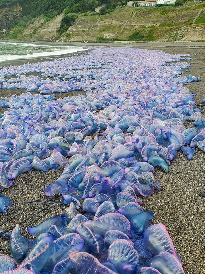 It's A Sea Of So Called "Portuguese Man O' War". Extremely Venomous. If You Ever See One, Stay Away, Don't Touch