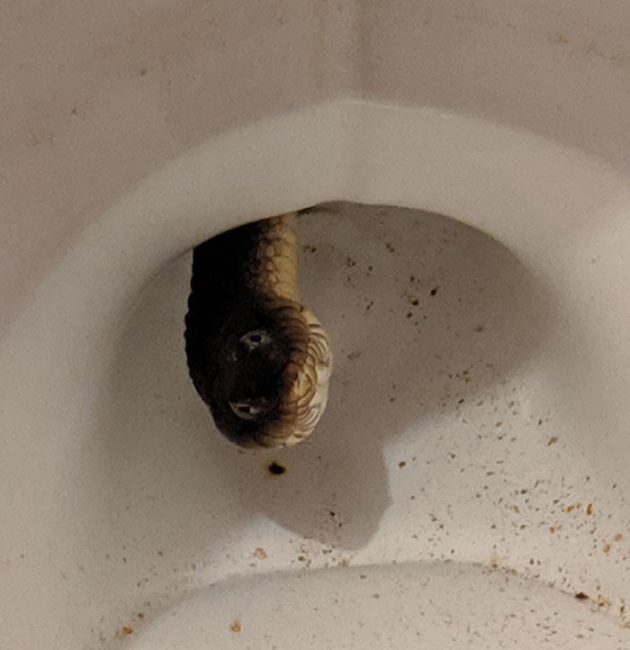Bueno, hay una serpiente de agua viviendo en mi inodoro de alguna manera