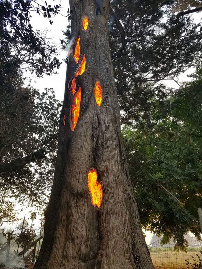 Tree In The Napa Wildfire, Taken By My Buddy