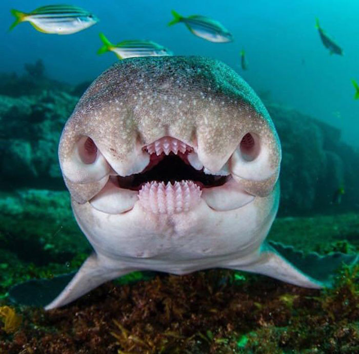 Open Wide, Image Of A Port Jackson Shark, One Of Our Loveable Critters Found At Montague Island, NSW