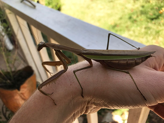 Giant Praying Mantis Paid Us A Little Visit Today In Grant Park