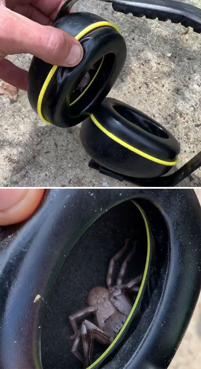 Man Finds Huge Spider Hiding Inside Ear Muffs After Feeling Tickle In His Ear