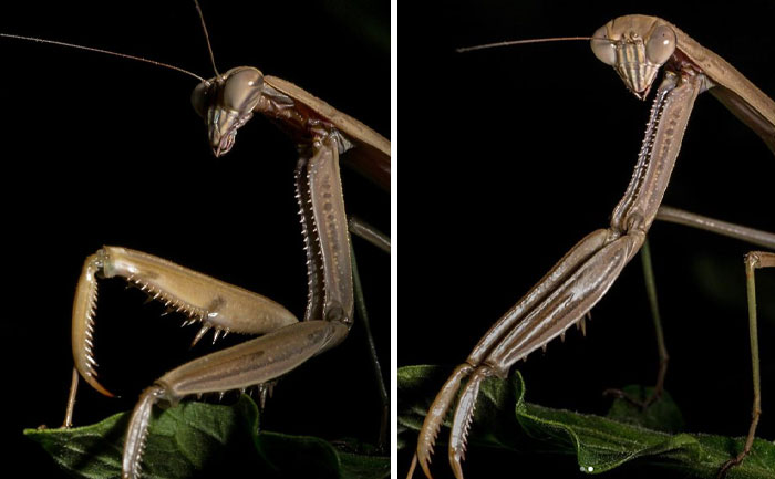 Mantis. Let’s All Take A Minute And Be Thankful That Bugs Aren’t The Same Size As Us