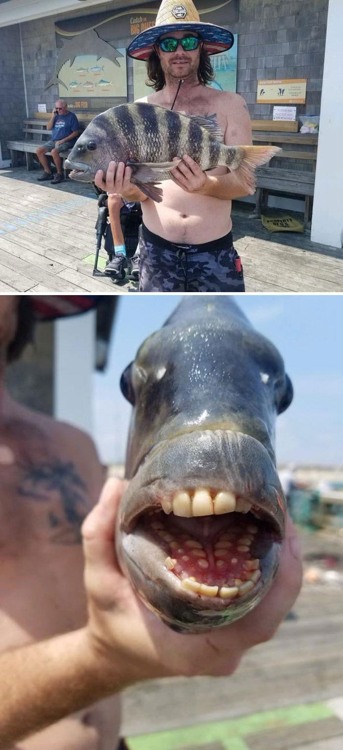 This Fish Caught In N. Carolina (More Pics)