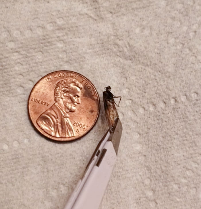 This Flew Into My Ear And Got Stuck A Bit, Wife Had To Use Tweezers To Get It Out. I Felt It Wiggle The Entire Time