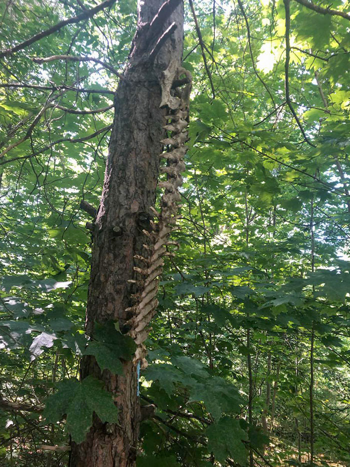 Found This Hiking Trail In The Grey County, Ontario, Summer 2019. Not Sure What Animal, Probably A Deer? Decent Length And Had A Pelvis Attached
