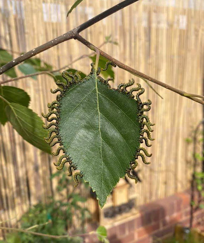 The Way These Caterpillars Are Eating This Leaf