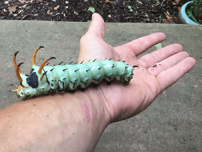 Hickory Horned Devil. Largest Caterpillar In The World. Turns Into A Regal Moth. Can Grow 6 Inches Long And Is Completely Harmless Except Visually Terrifying