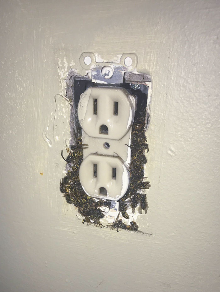 Was Going To Paint And Found Some Wasps In The Outlet