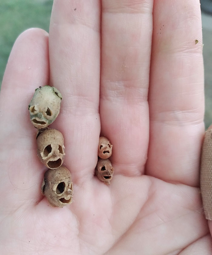 Snapdragon Seed Pods Are Kind Of Creepy