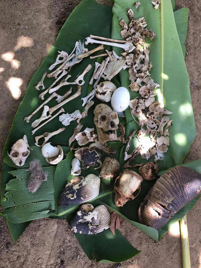 Found In A Harpy Eagle's Nest
