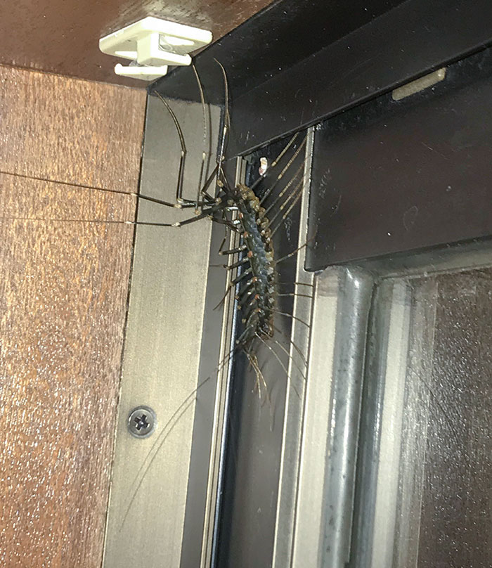 Found This In My Apartment While Living In Japan. They Are Fast