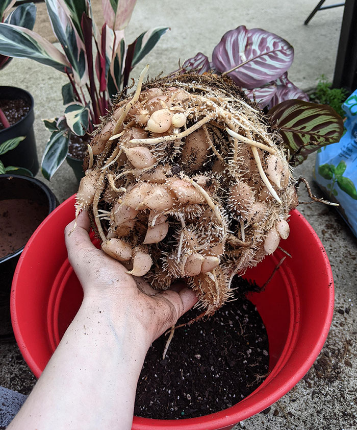This Root System Of My Calathea Plant. These Root Nodules Mean It's Very Healthy, But It's Unnerving To Look At