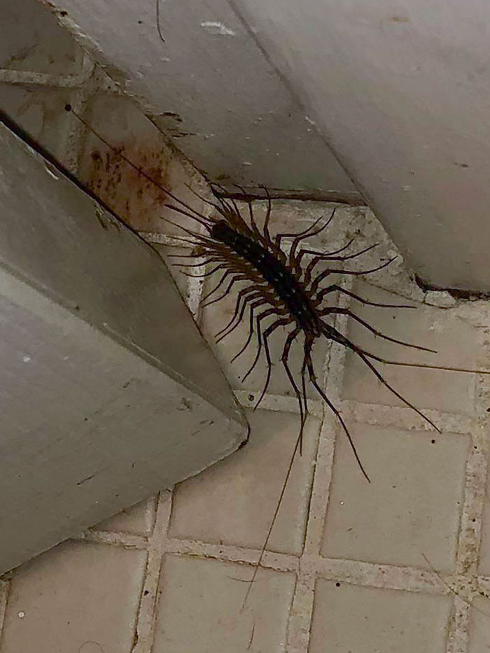 This Centipede Thing