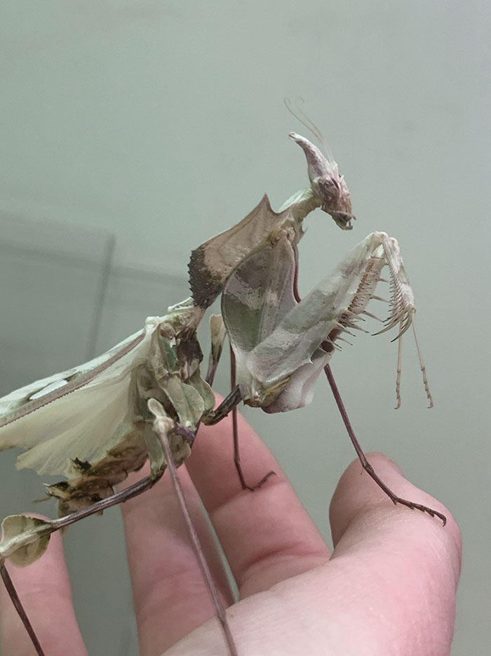 La gigantesca mantis flor del diablo parece algo que ha salido del infierno