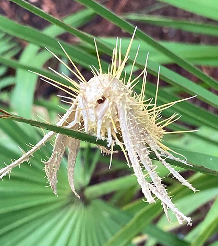 Moth Infected With Cordyceps Fungus