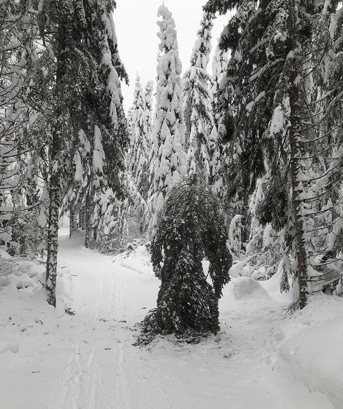 I Freaked Out A Little When I Met This While Cross Country Skiing