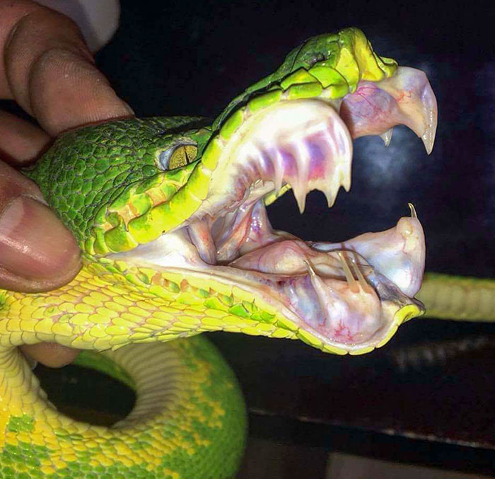 Mouth Of A Emerald Boa