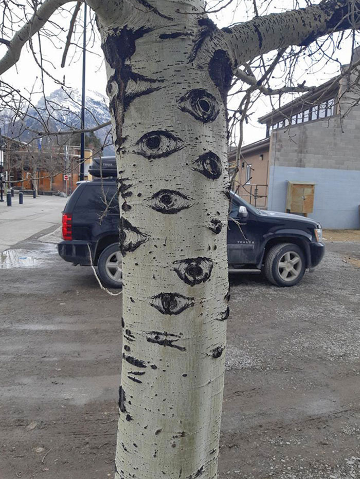 This Tree I Found Has Eyes