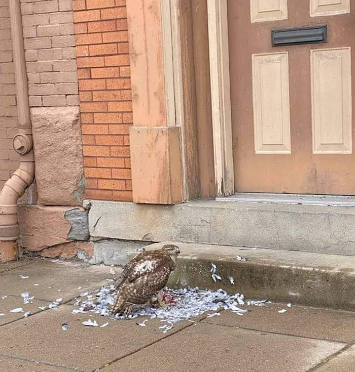 Hawk Making His Way Through Town Devouring Every Pigeon He Can. The Total Is Up In The Double Digits So Far