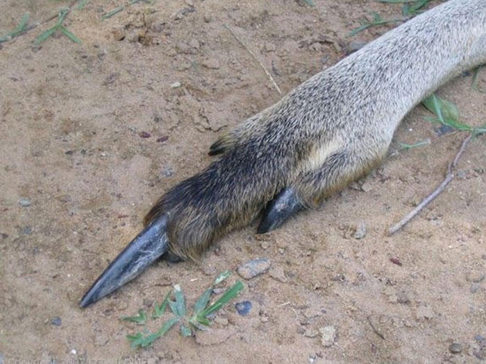 El pie de un canguro