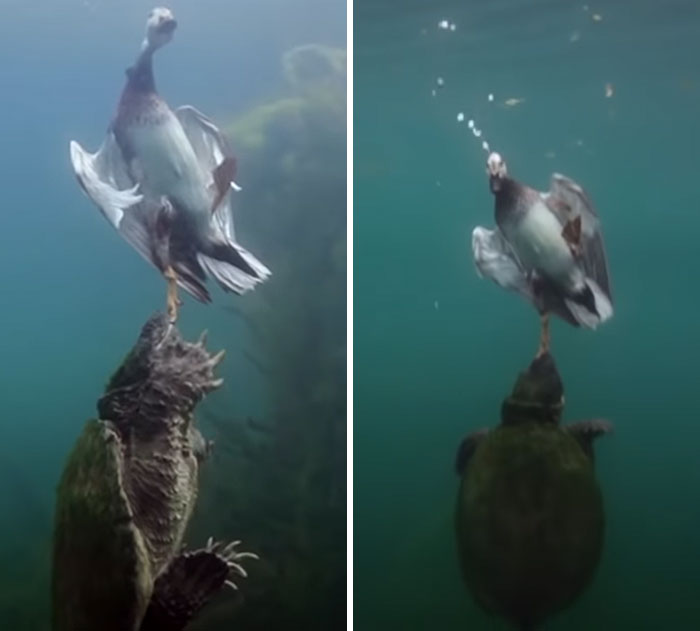 A Snapping Turtle Grabs Hold Of A Duck's Foot While It Was Swimming On The Surface Of A Pond And Then Drags It Down To The Depths