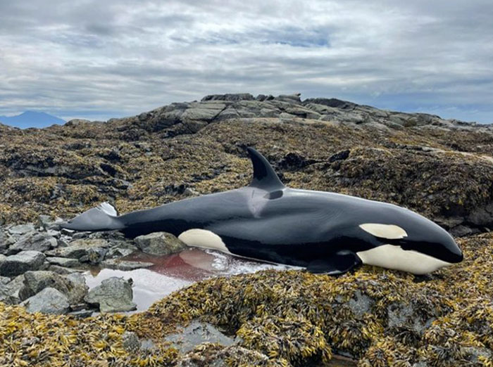 Orca Stranded After The 8.3 Magnitude Earthquake In Southeast Alaska