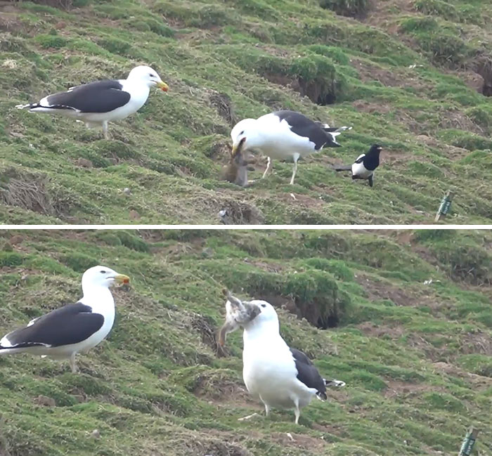 Seagull Swallows A Whole Rabbit On Welsh Island
